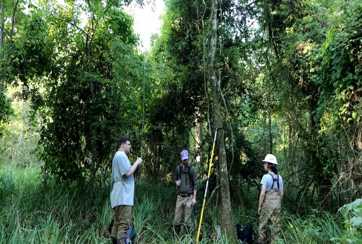 Entomologists determining what insects are present and utilizing native ash trees
